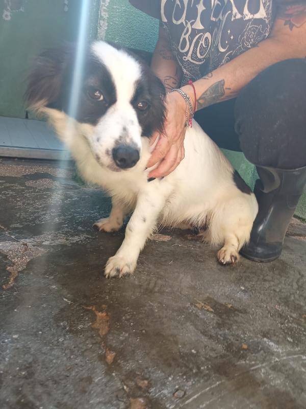 MAGDA - cagnolina di 3 anni - 8kg Foto 3
